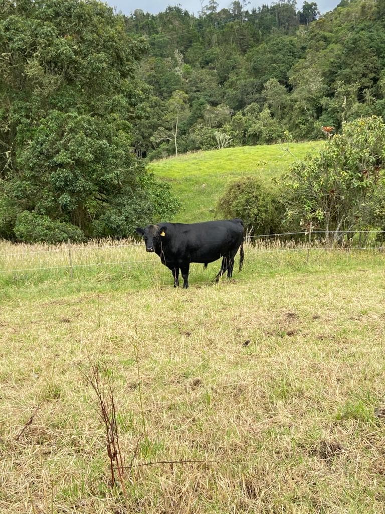 Toro reproductor Angus puro — 1
