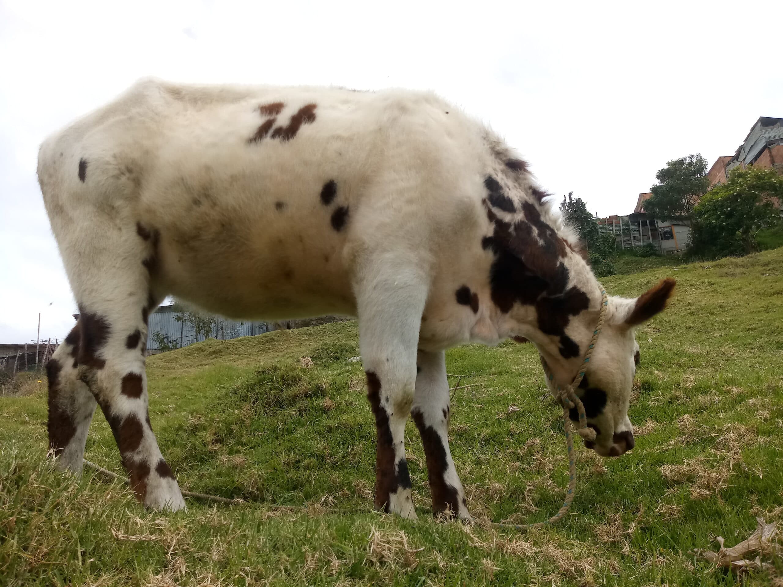 Vacas normando
