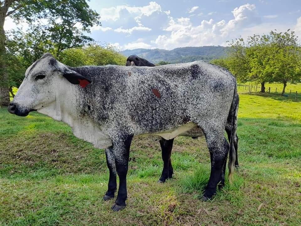 Venta de vacas y novilllas tipo leche 📲 — 1