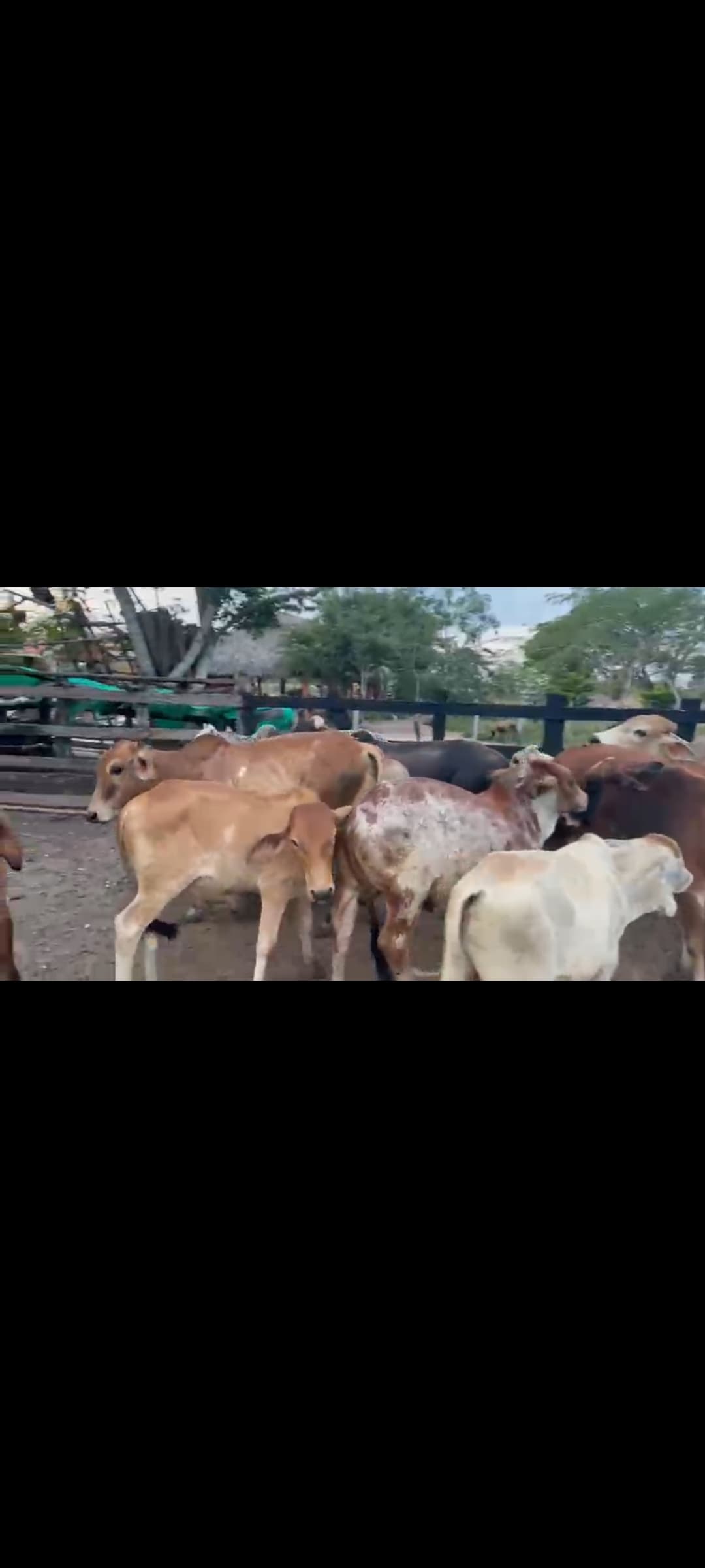 Lote de 25 machos de levante — 1