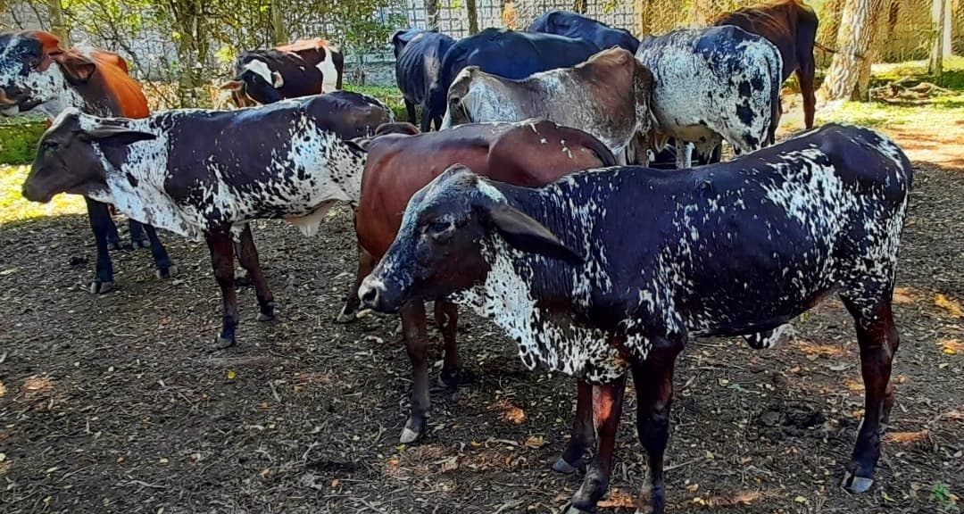 Venta de terneras pie de cria giroland f1 y 5/8 pl excelente clase y genetica inf transporte y envios a todo el pais