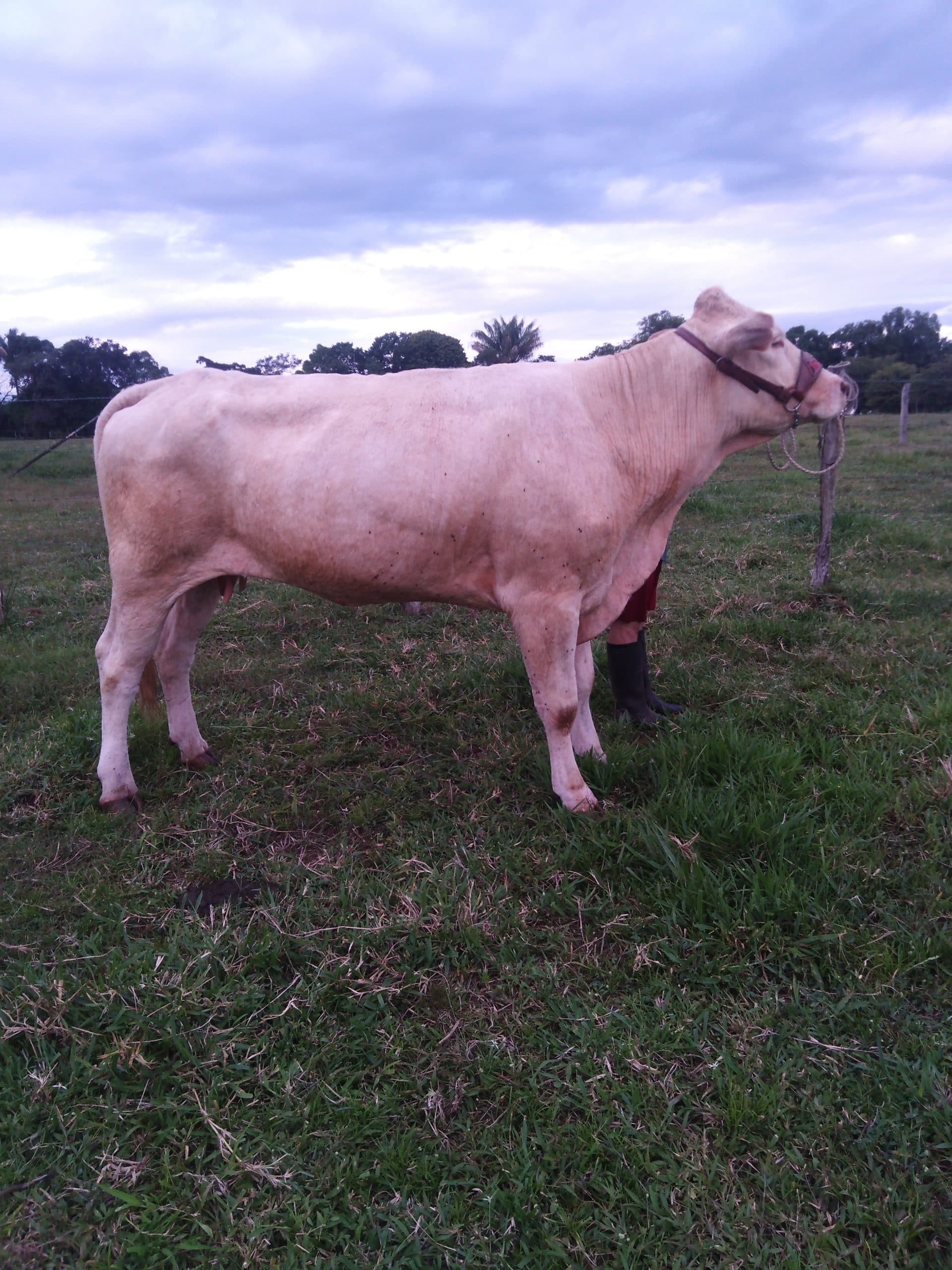 VACA BLONDE DE AQUITANIA 100% PURA — 1