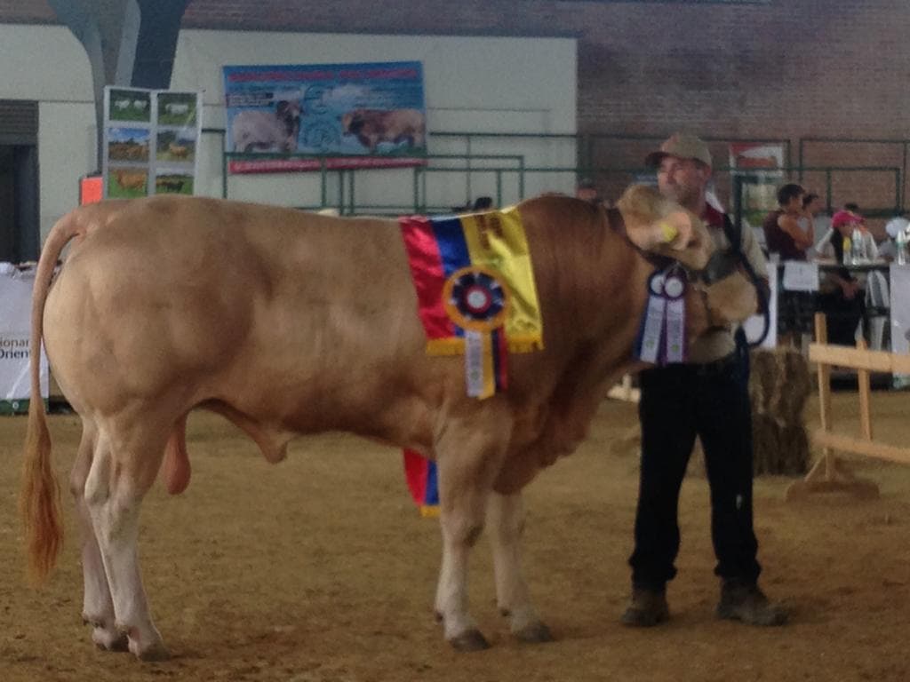 TORO BLONDE DE AQUITANIA CAMPEON — 1