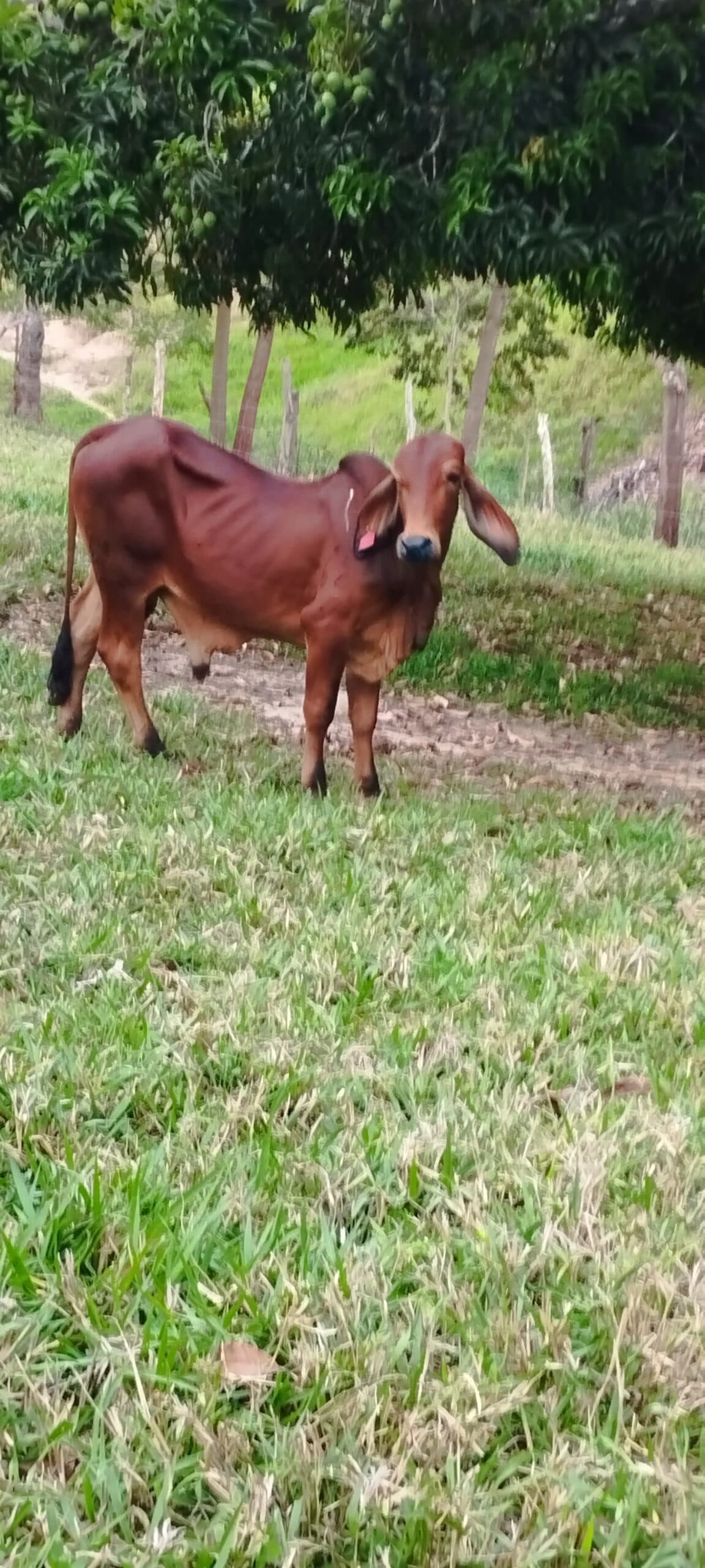Venta torete Bramhan rojo — 1