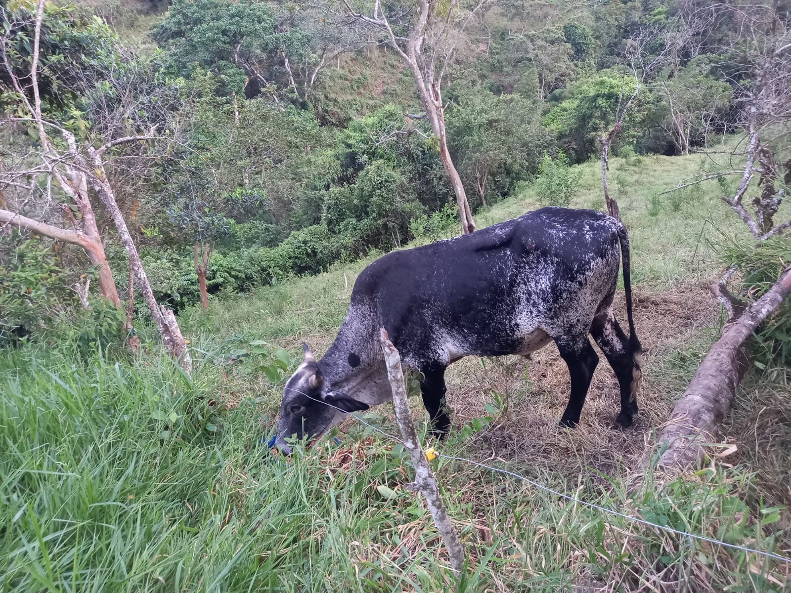 Ganado criollo a la venta — 1