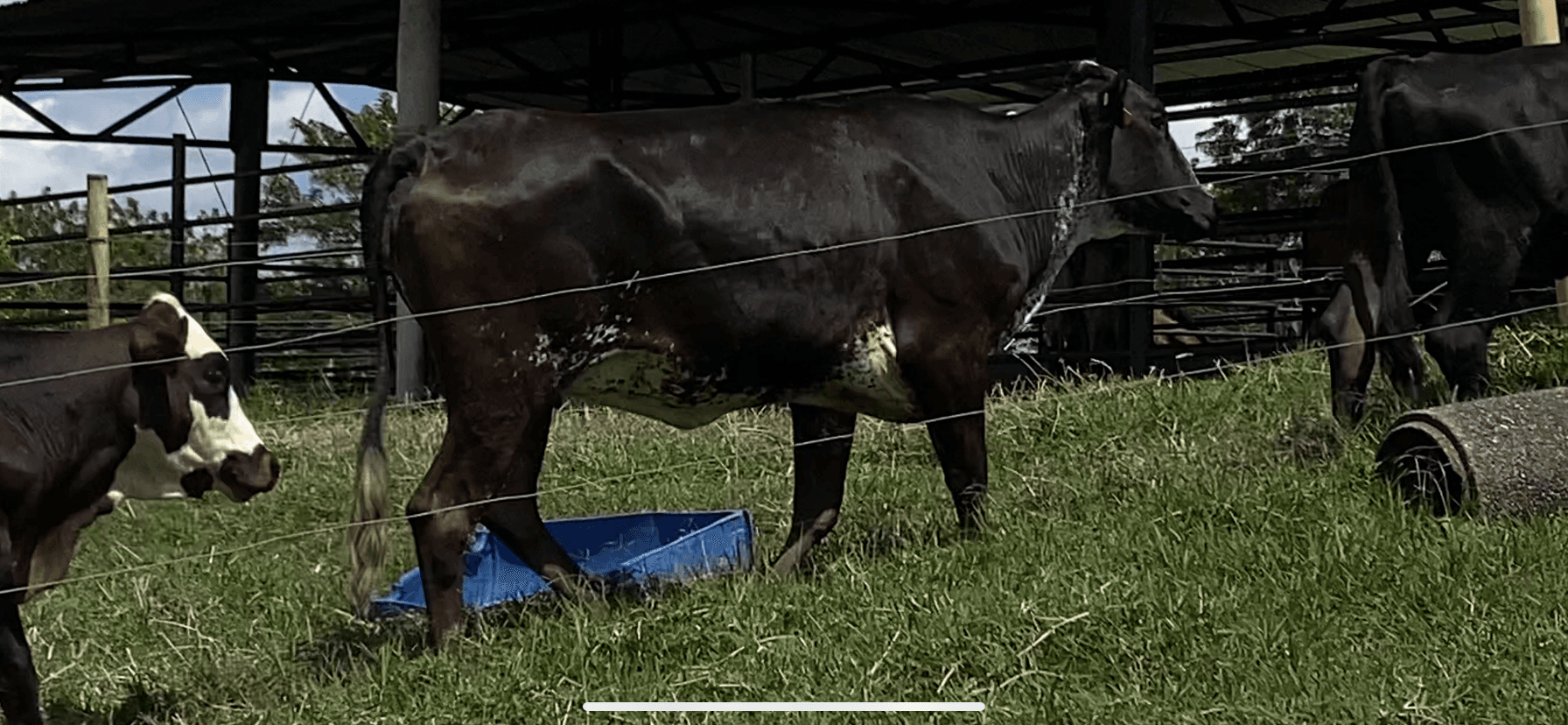 Venta de ganado girolando — 1