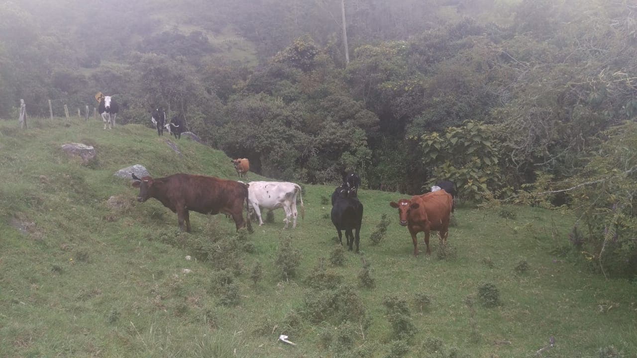 Ganado Lechero Exelente Genetica — 1