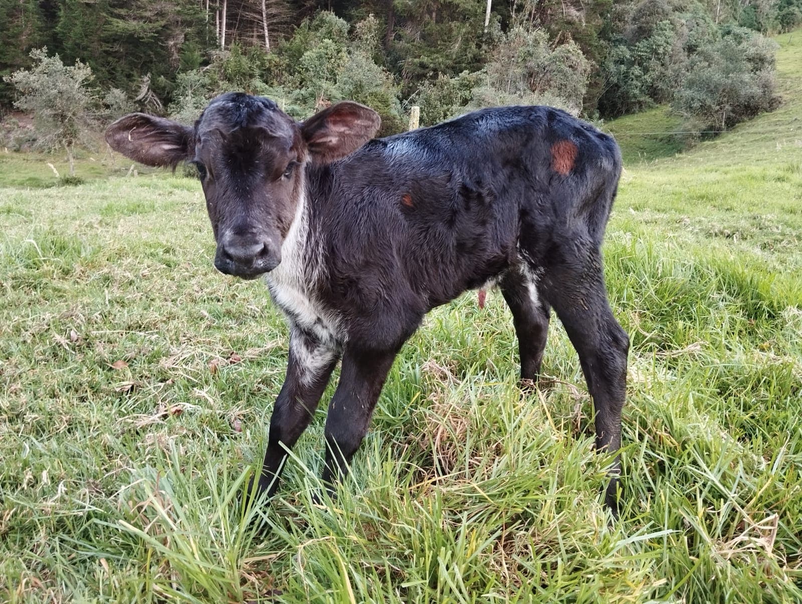 Se vende ternero Girolando muy buena genetica — 1
