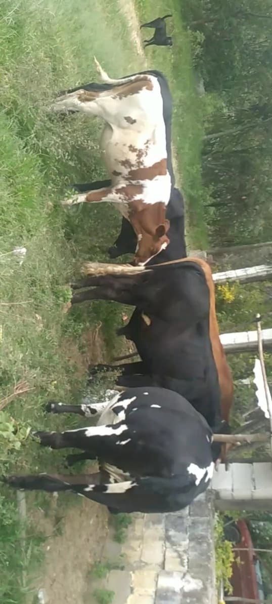 Venta de ganado
