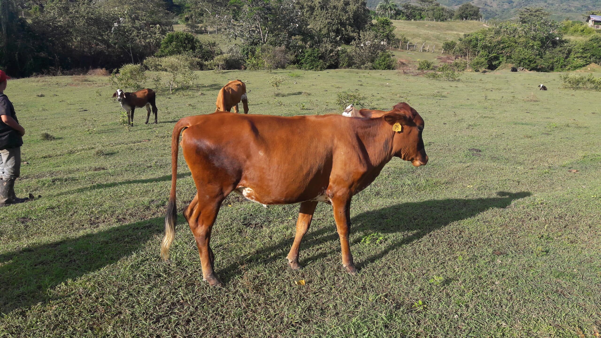 Lote 3 TERNERAS TIPO leche — 1