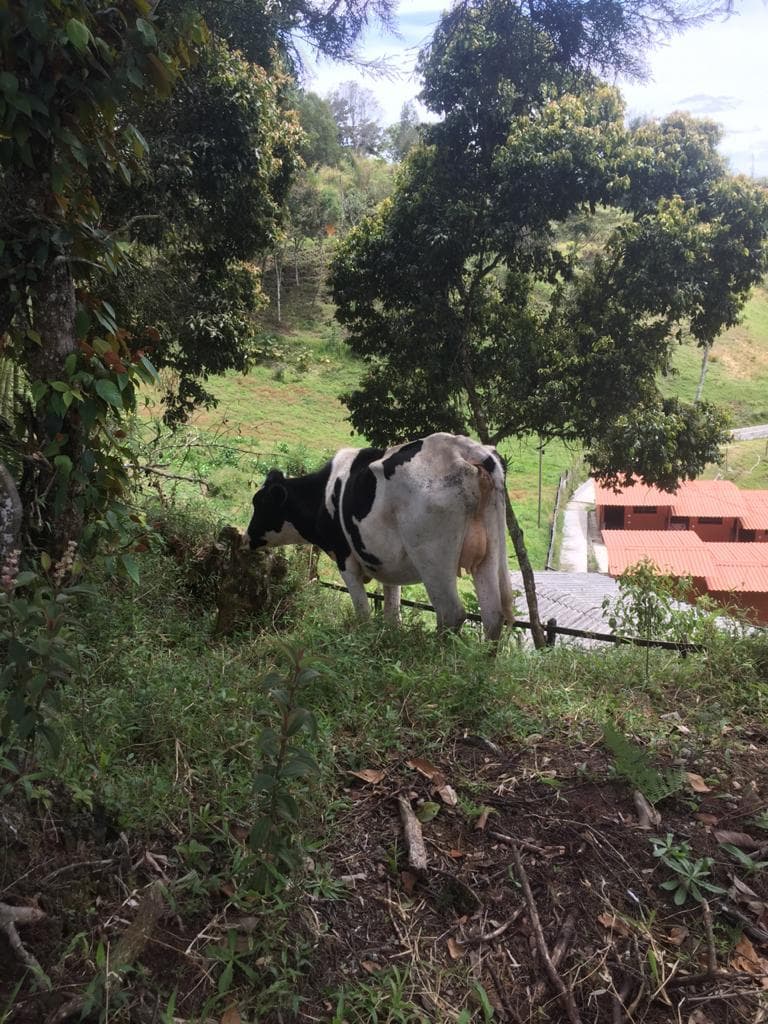 5 Vacas y 2 Terneros — 1