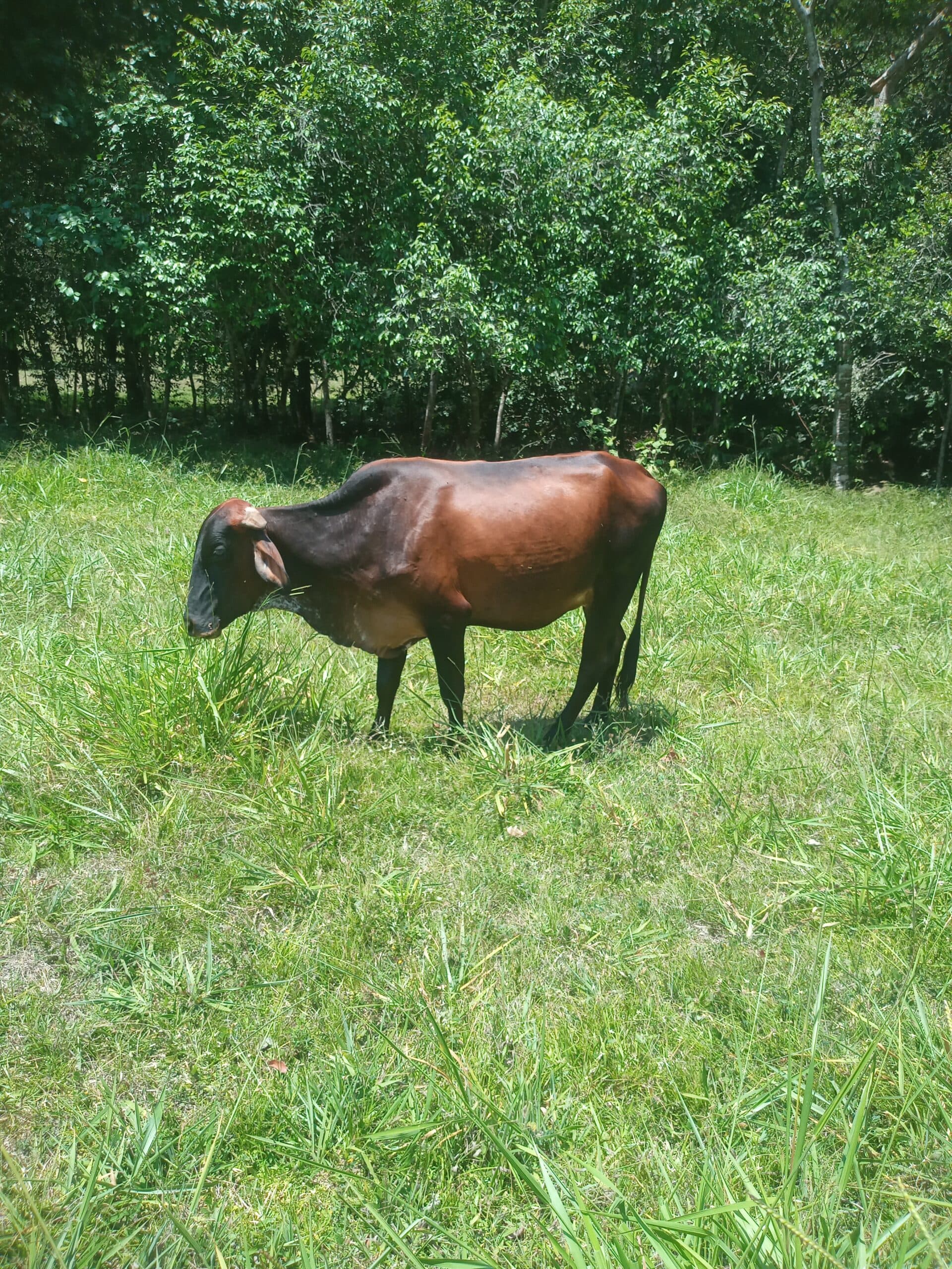 Vendo novilla girolando preñada con toro gyr Castilho