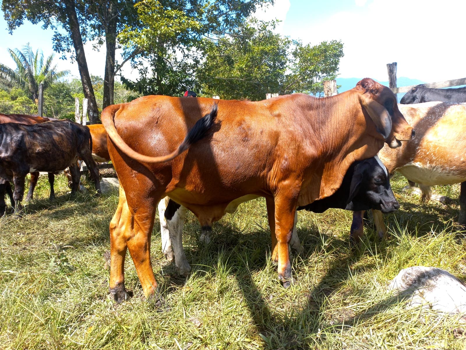 6 BECERROS EN VENTA GIROLANDO, PARDO SUIZO, BRAHMAN ENTRE OTROS — 1