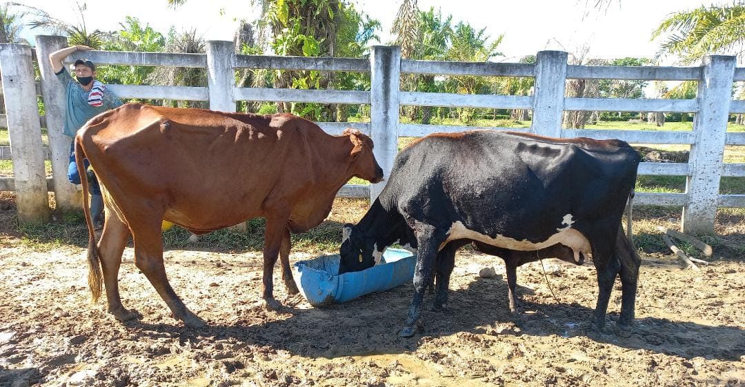5 vacas lecheras