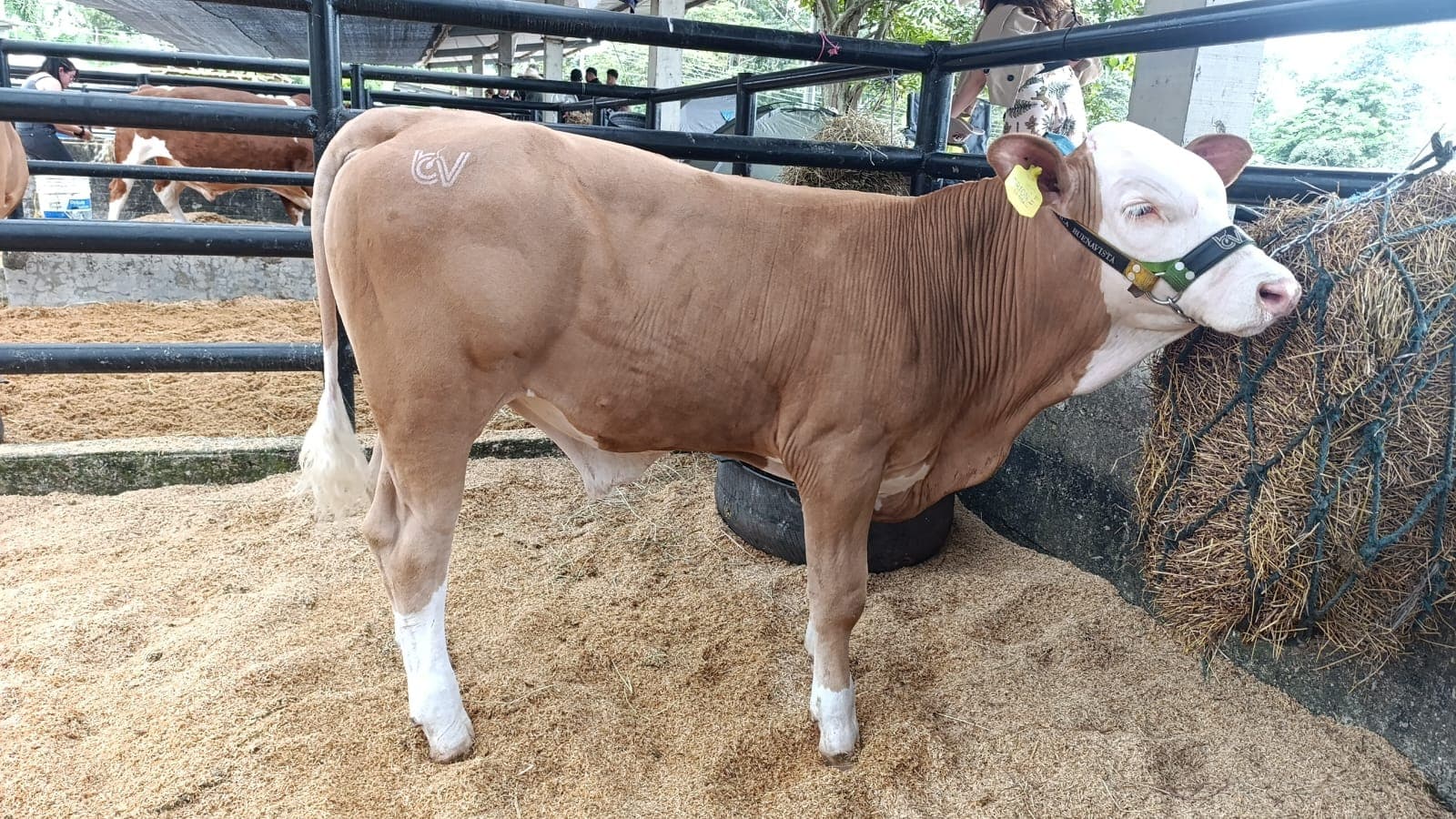 Macho simmental.