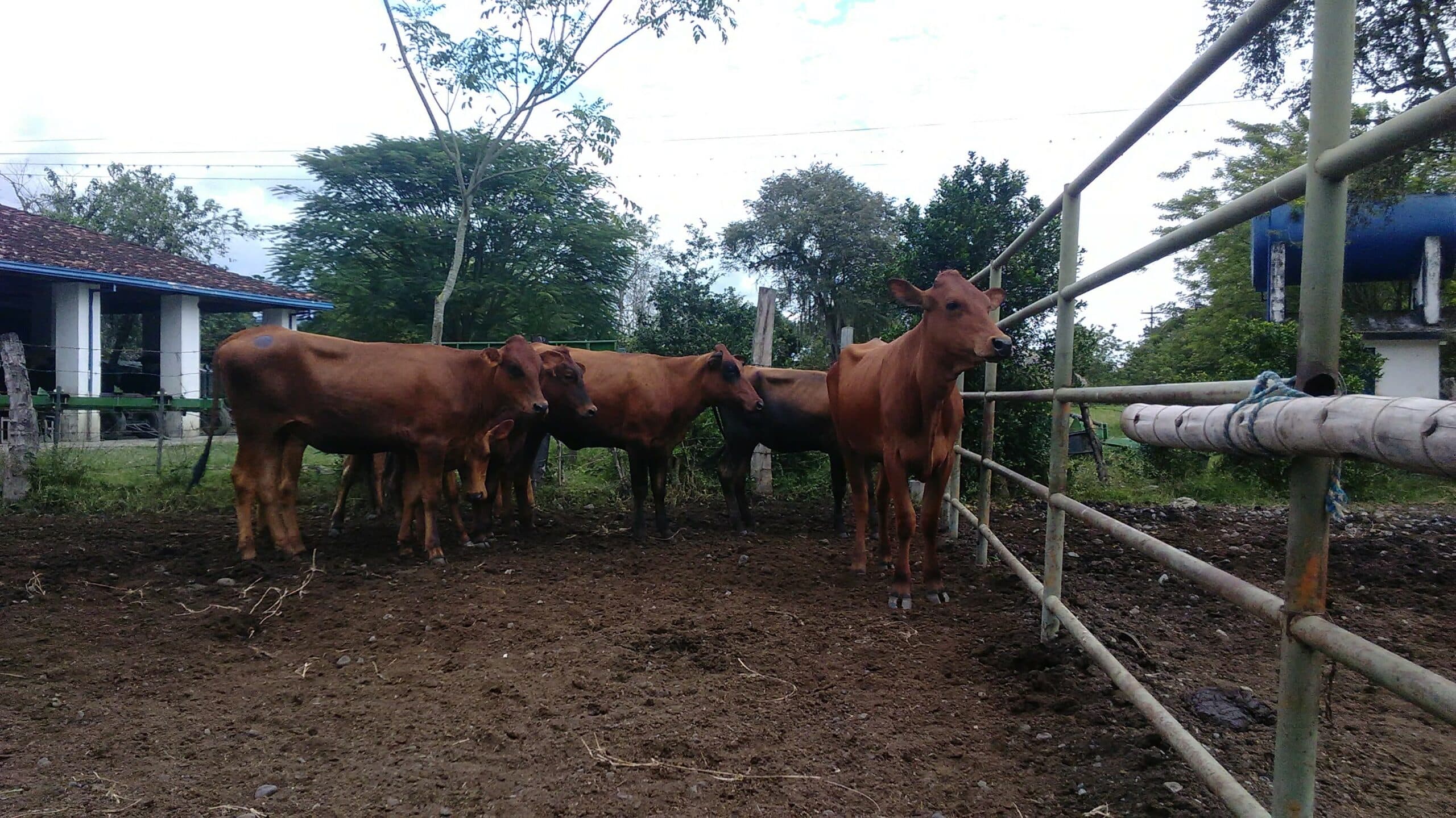 NOVILLAS Y VACAS HARTON DEL VALLE,LINEA PELAEZ — 1