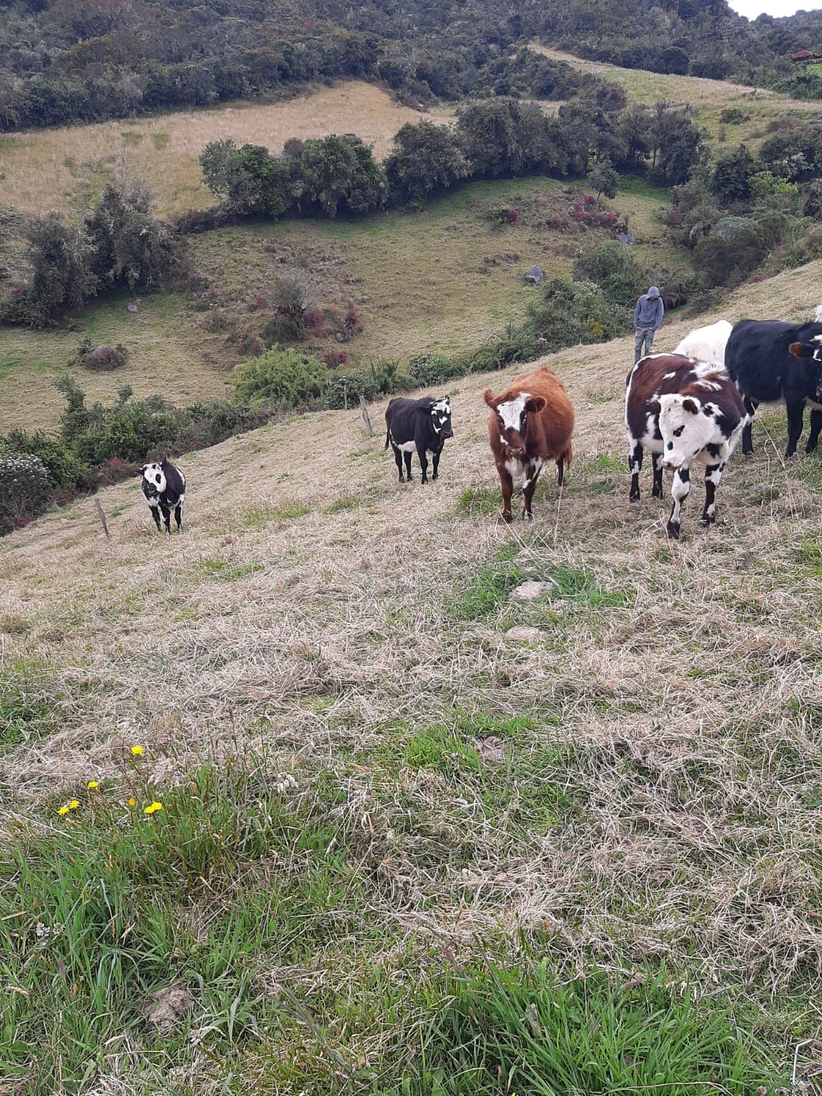 10 novillas de año y seis meses listas para cargar, (8 normandas, 2 jerhol), de 260 kg cada una.