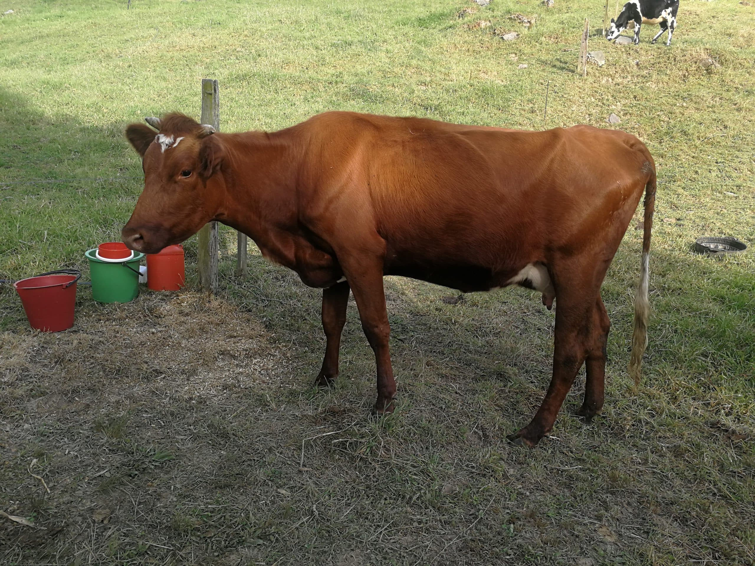 Vaca 1 parto — 1