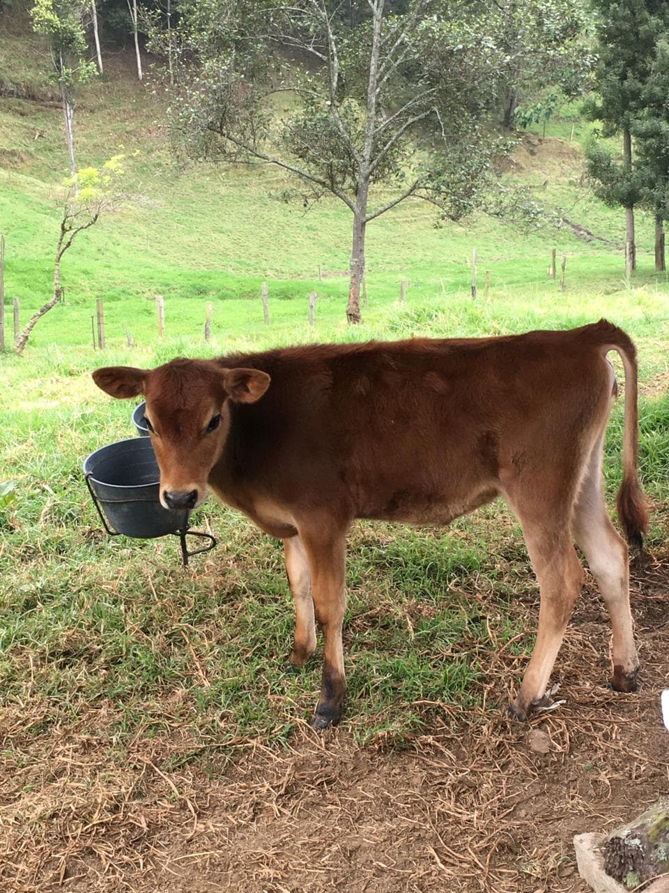 Ternera jersey desteta