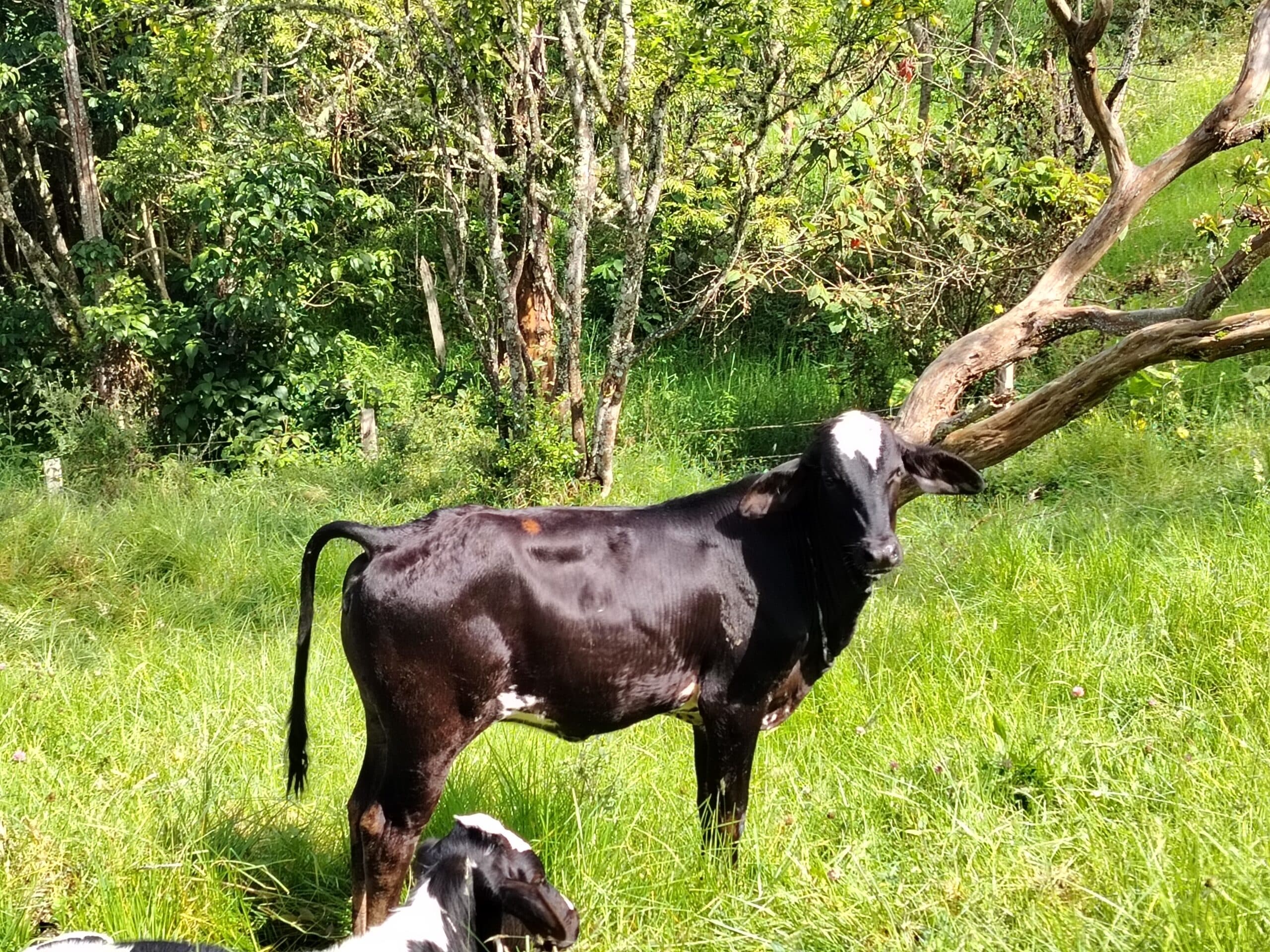 Se vende ternera gyrolanda — 1