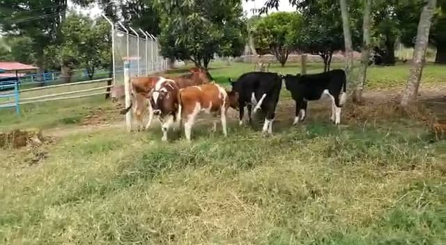 Venta constante de ganado — 1