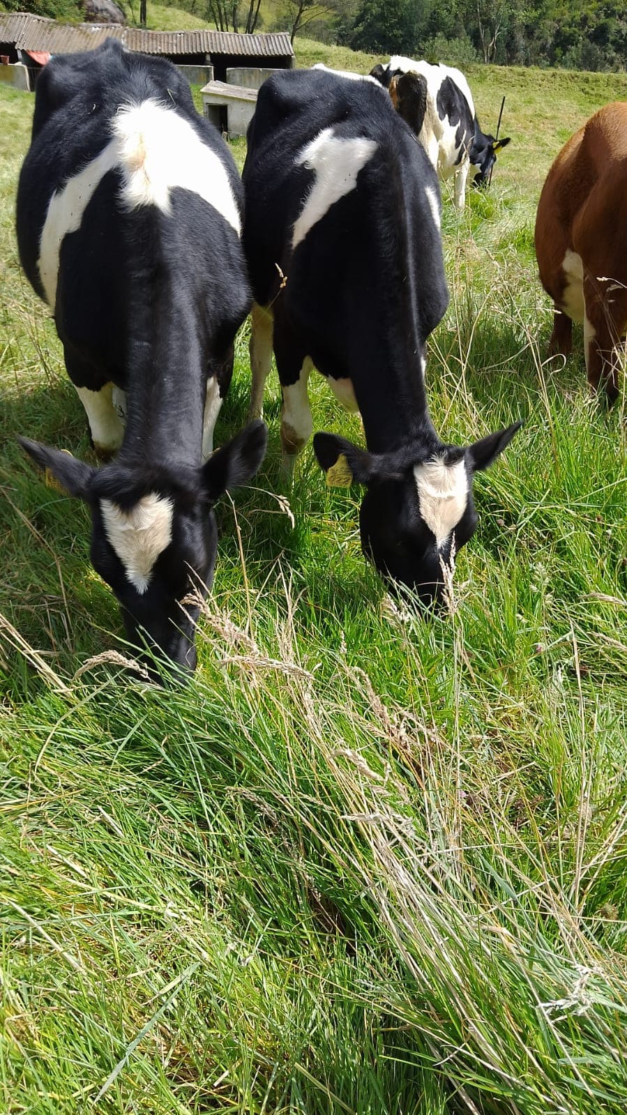 Venta de dos novillas Holstein — 1