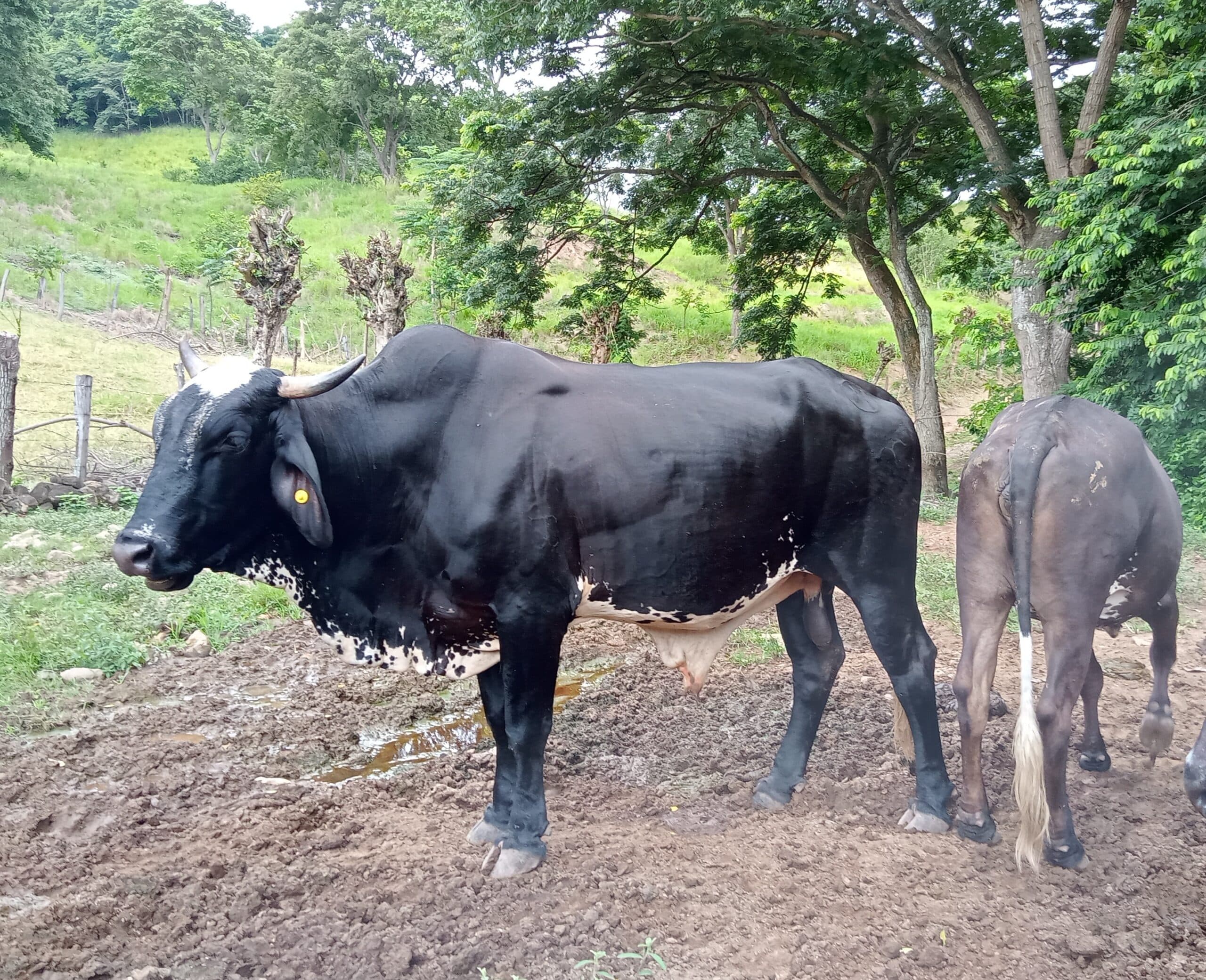 Toro girolando