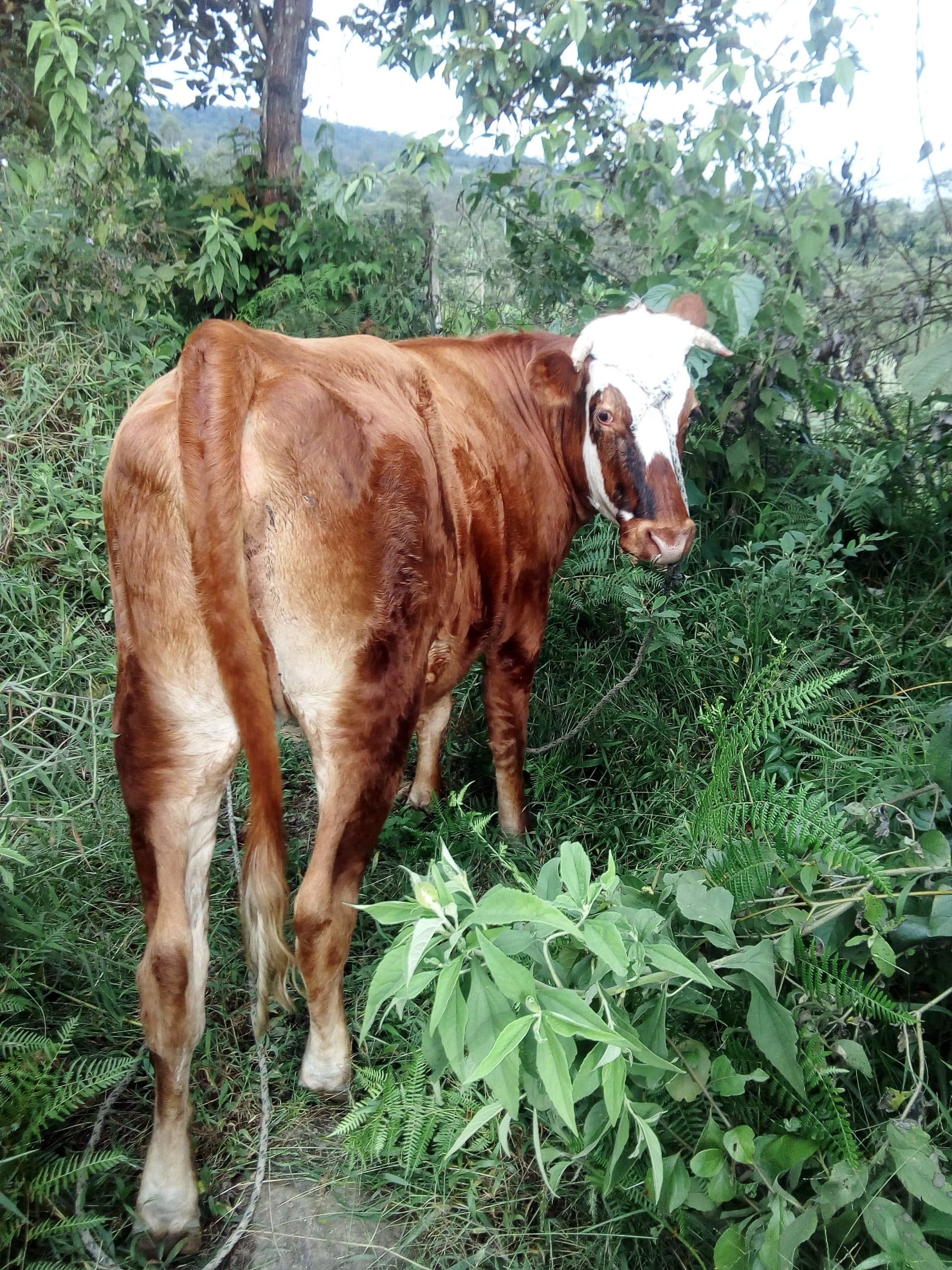 Vaca normada — 1