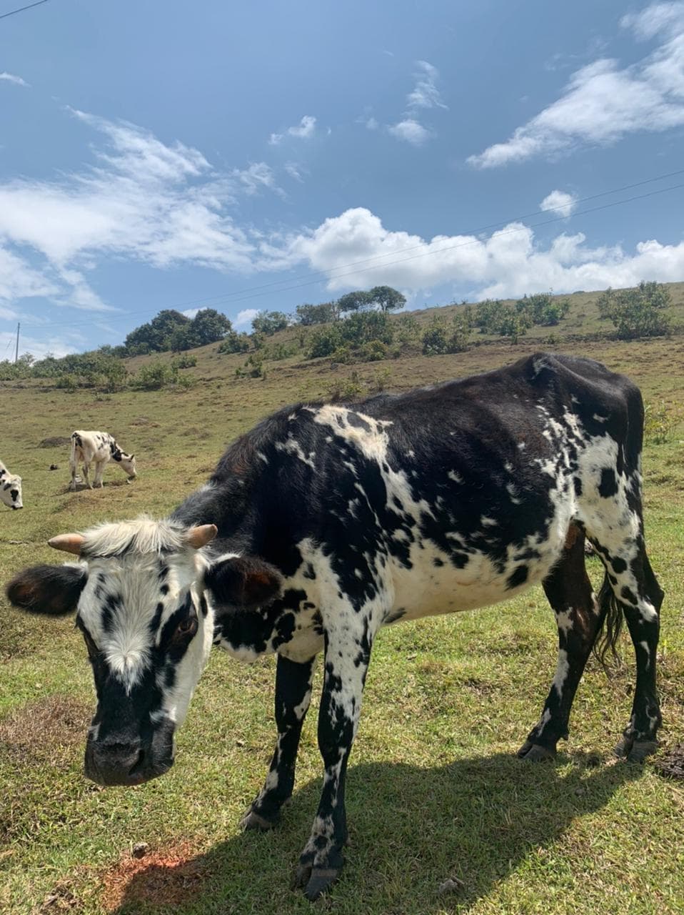Ganado, vacas, toros y terneros, en total 36 reses