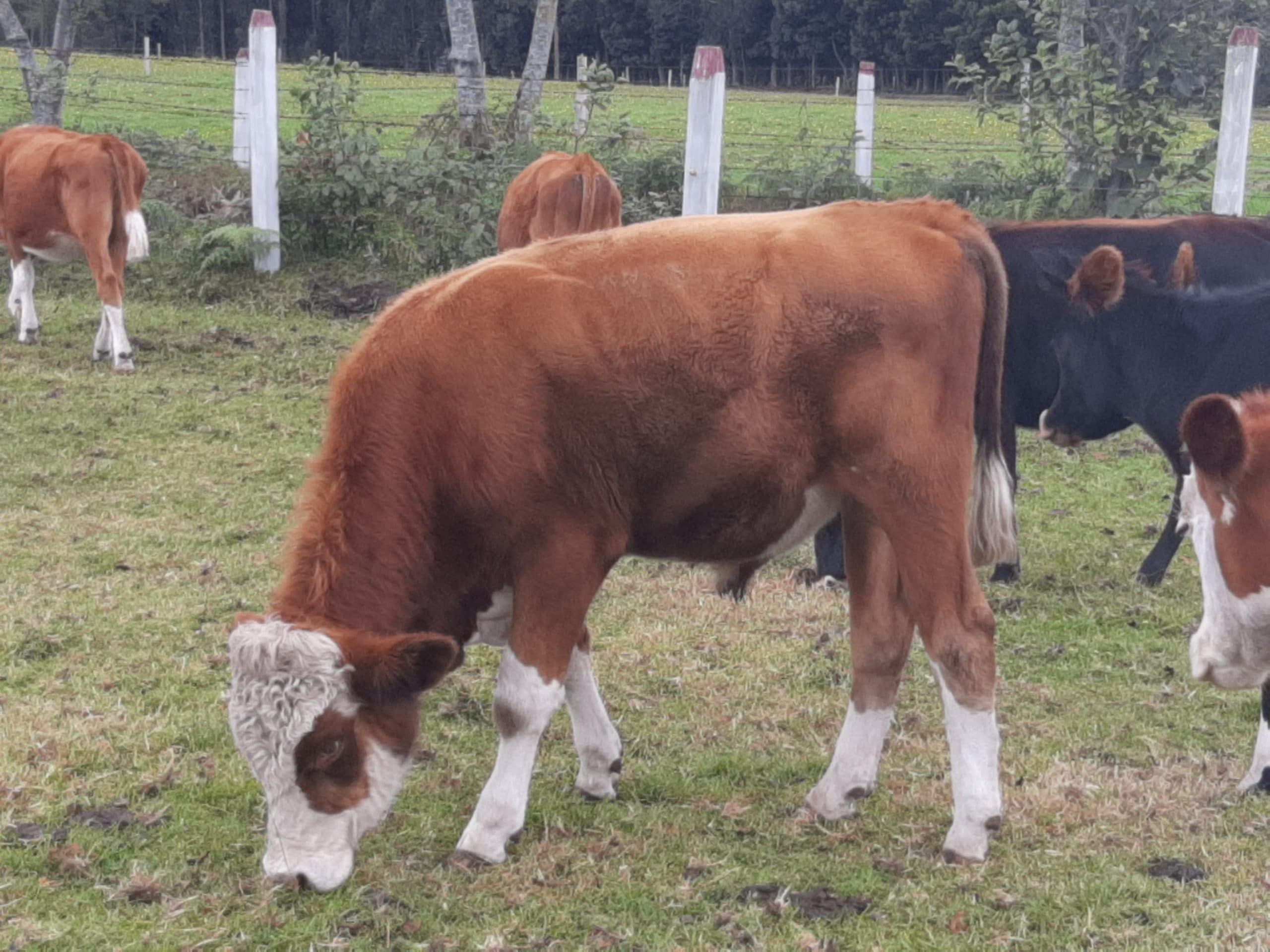 Venta de machos Simmental — 1