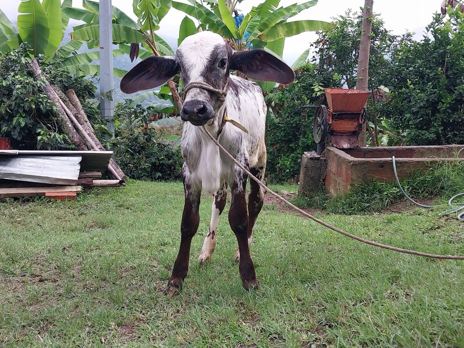 Se vende ternera Gyr — 1