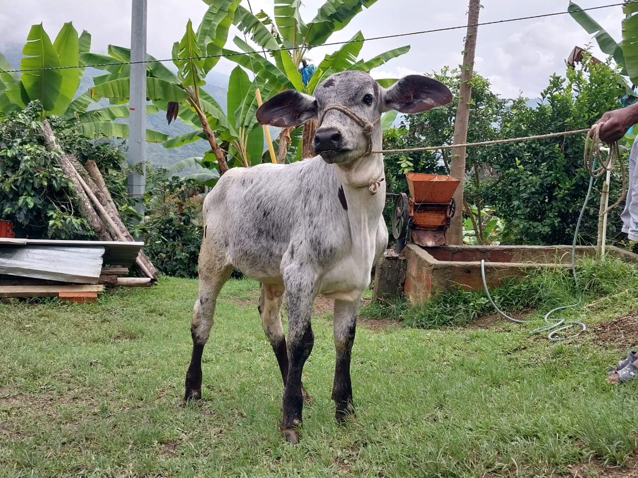 Se vende ternero Gyr — 1