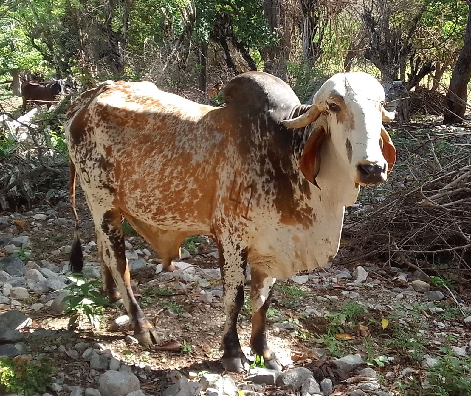 Toro Gyr — 1