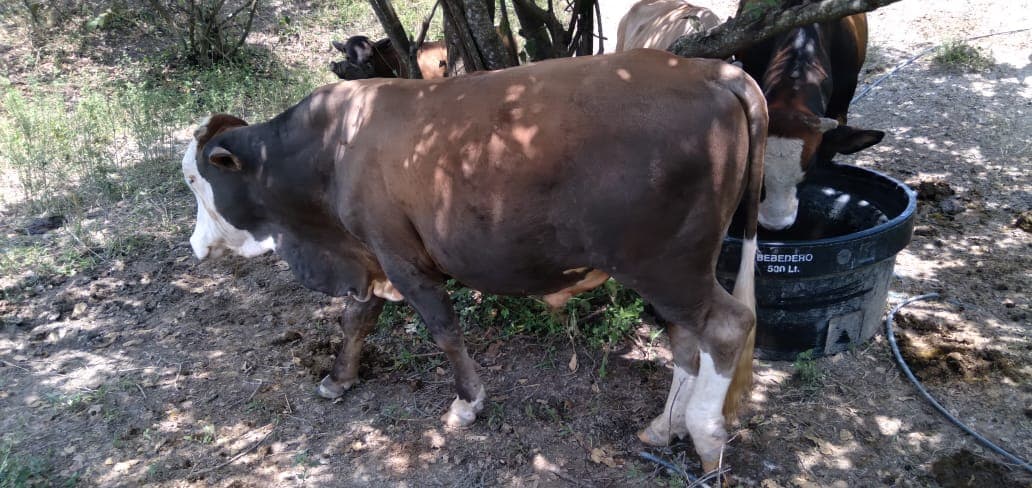 Toro listo para servicio — 1