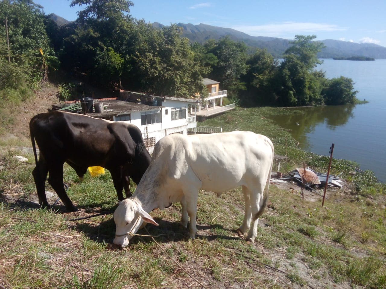 Ganado Brahman 2 ejemplares – Año y 8 meses — 1