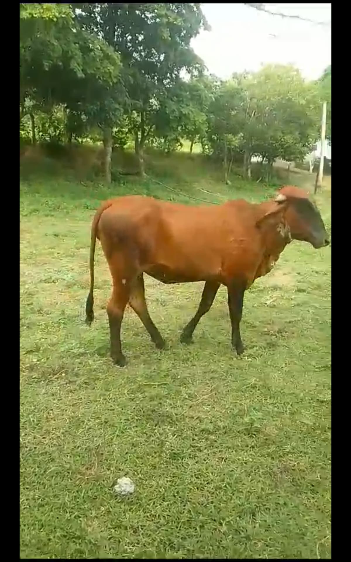 Novilla con bien cruce lechero — 1