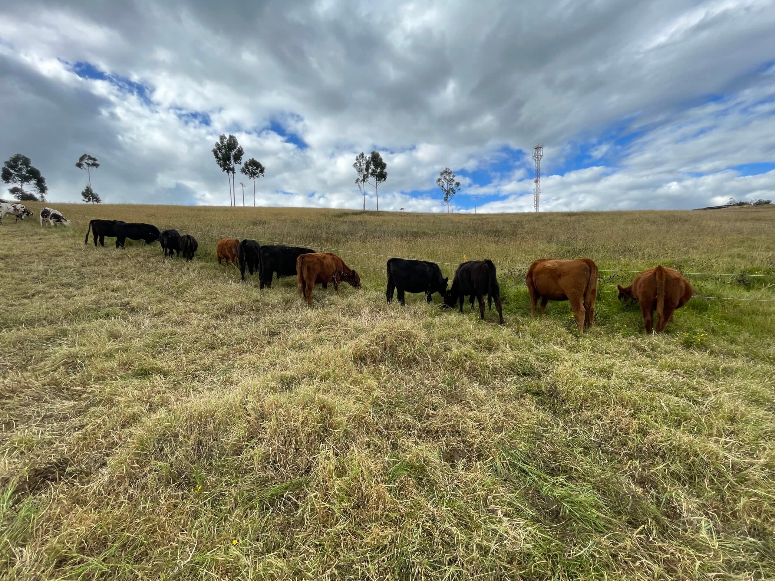 Vendo novillas angus puras — 1