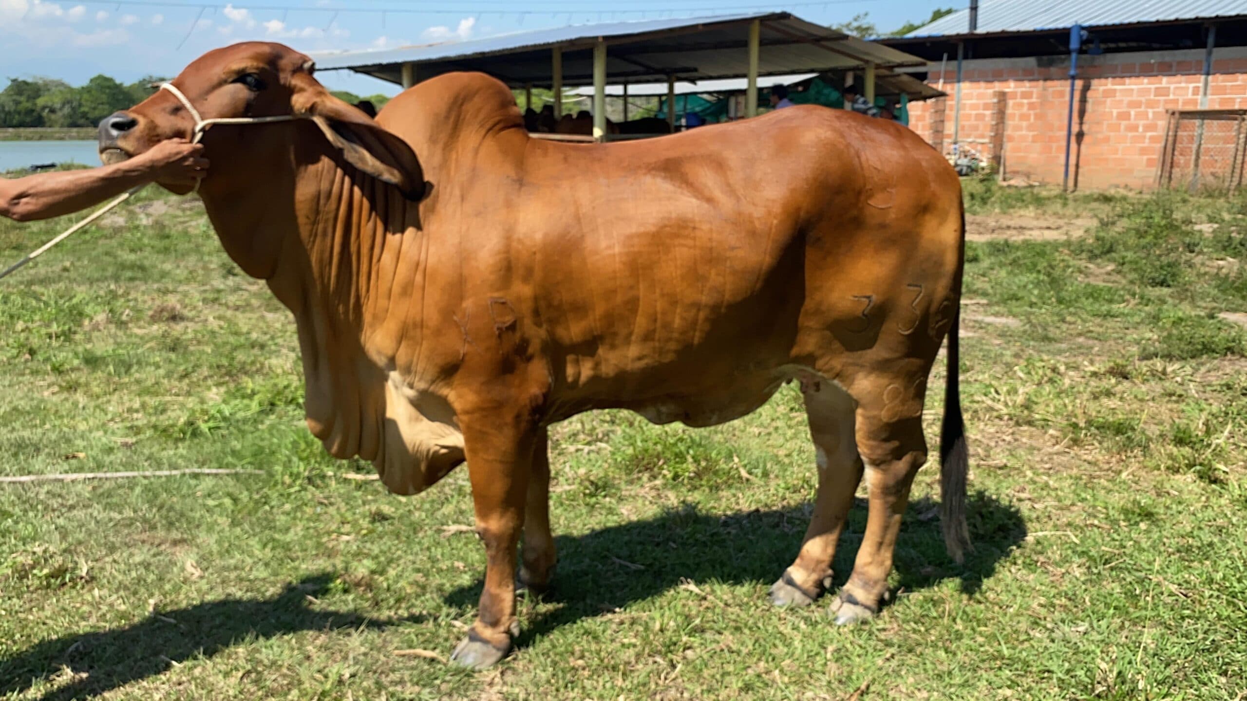 Lote de Ganado Puro Brahman Rojo — 1