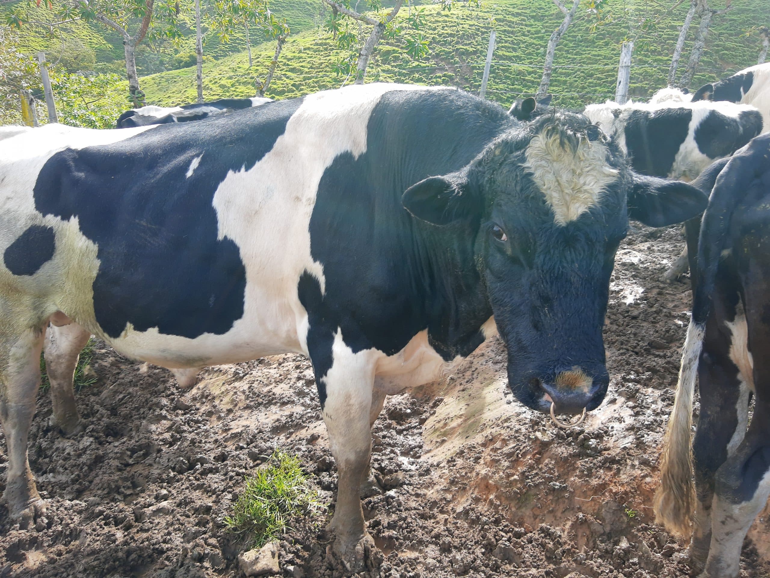 Toro Holstein — 1