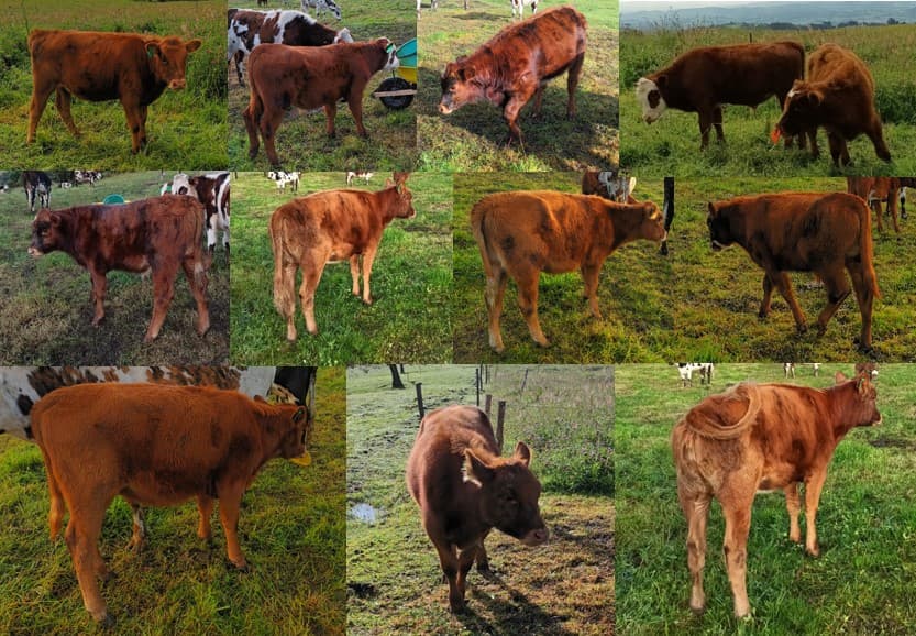 Vendo ocho terneros F1( Angus – Normando). Contacto — 1