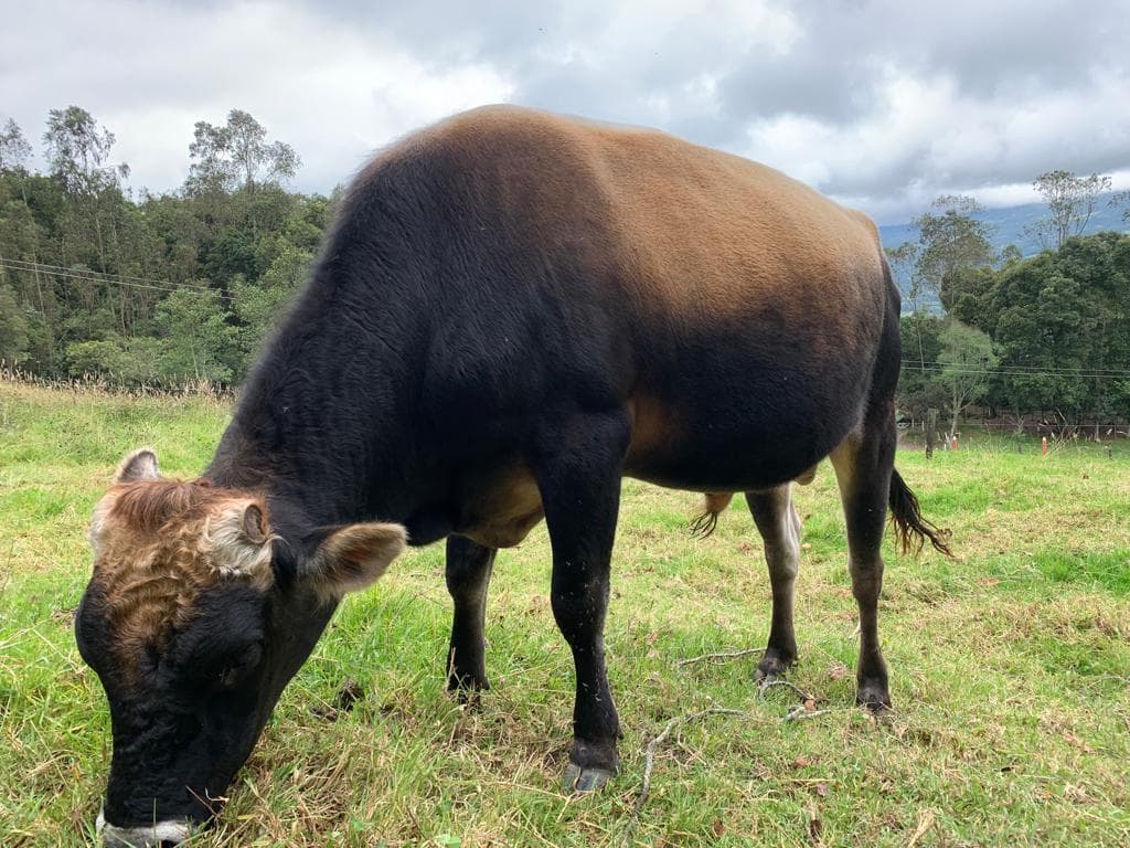 Toro jesey 36 meses — 1