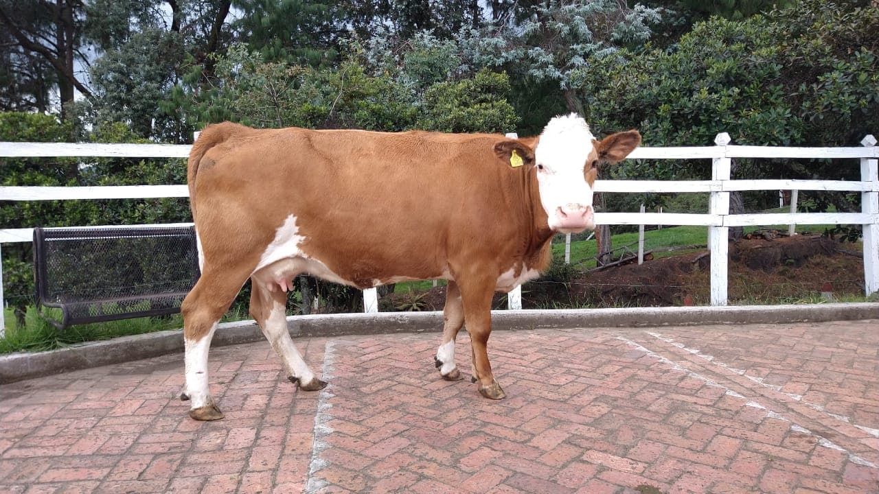 Vaca simmental pura con registro. — 1
