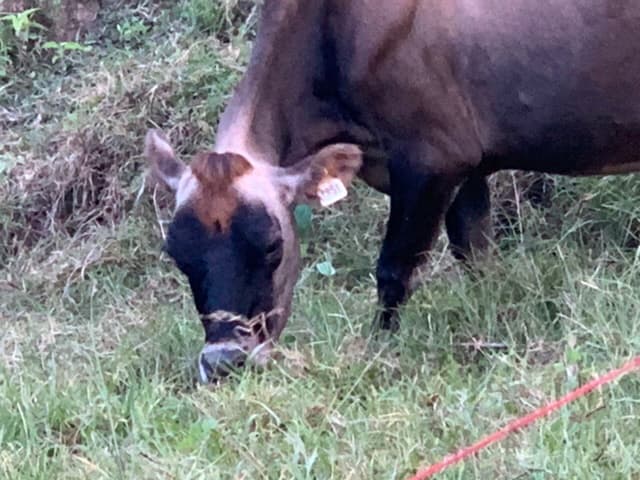 Vendo 2 vacas Jersey con certificado de registro — 1