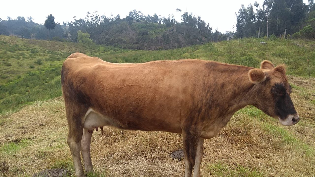 Excelente vaca jersey. PREÑADA DE 3 MESES. — 1