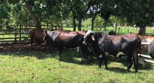 novillas tipo leche preñadas de la cria NO SON RECOGIADAS. — 1