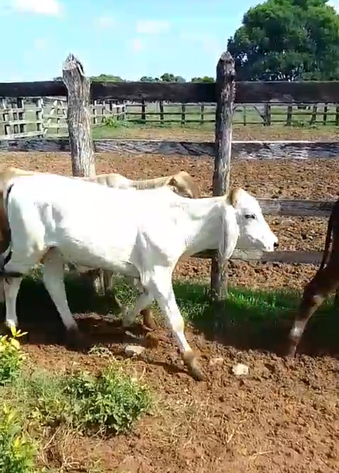 Se venden terneros de seba a 7500 el kilo peso aproximado entre 120 a 170 kilos — 1