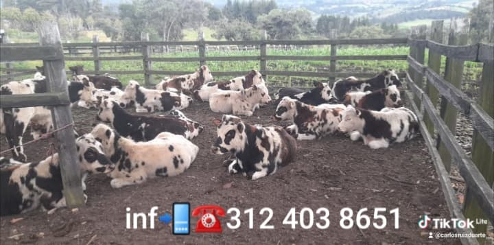 ☎️ machos normandos para engorde