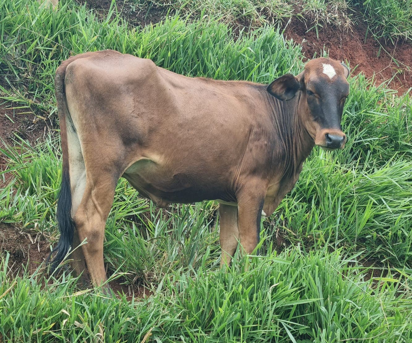 terneras girolando — 1