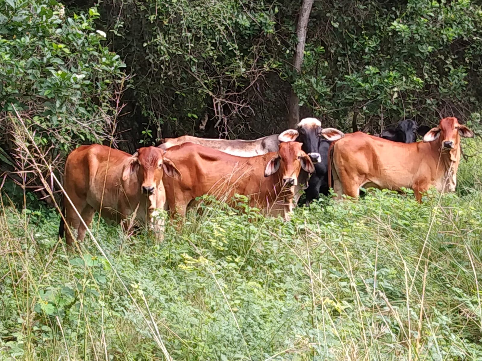 Venta de tres Novillas Brahman rojas y un Torete Gris — 1