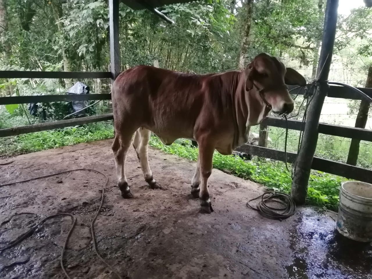Venta de novilla Brahman x Girolando de 12 meses con peso de 12meses con peso de 315 kg — 1